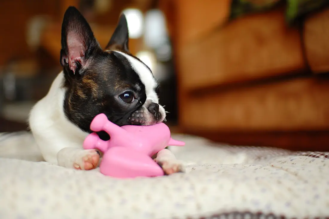 Relaxed Boston terrier lying on a blanket with a pink chew toy