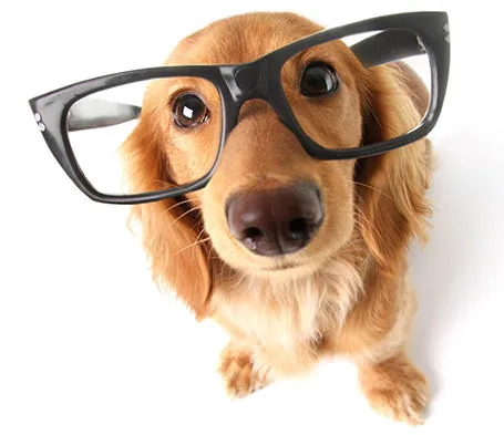 Curious long-haired dachshund wearing black glasses looking up at the camera