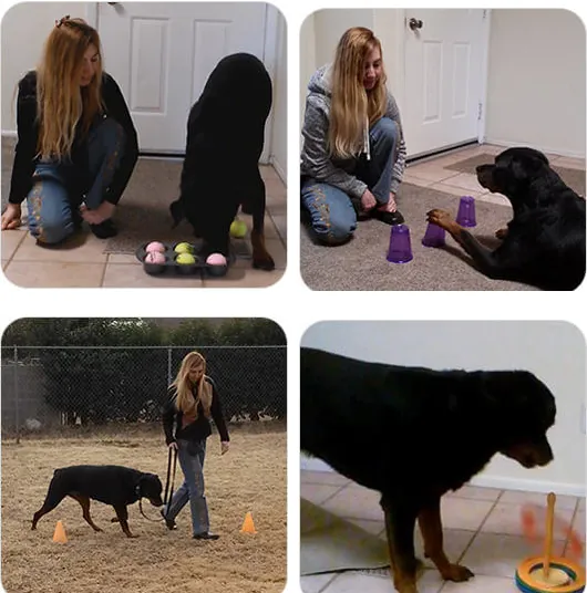 Four Brain Training for Dogs games: muffin tin ball puzzle, cup shell game, walking between cones and ring stacking with a Rottweiler