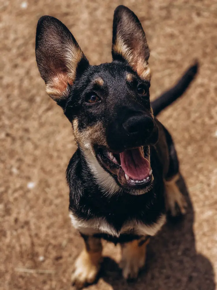 German Shepherd puppy sitting and looking up, waiting for the next cue