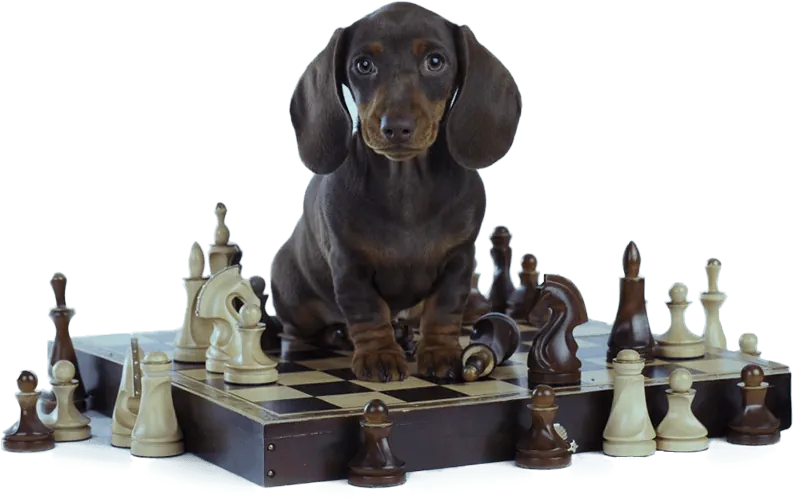 Dachshund puppy sitting on a chessboard, the image Brain Training for Dogs uses to illustrate mental stimulation games