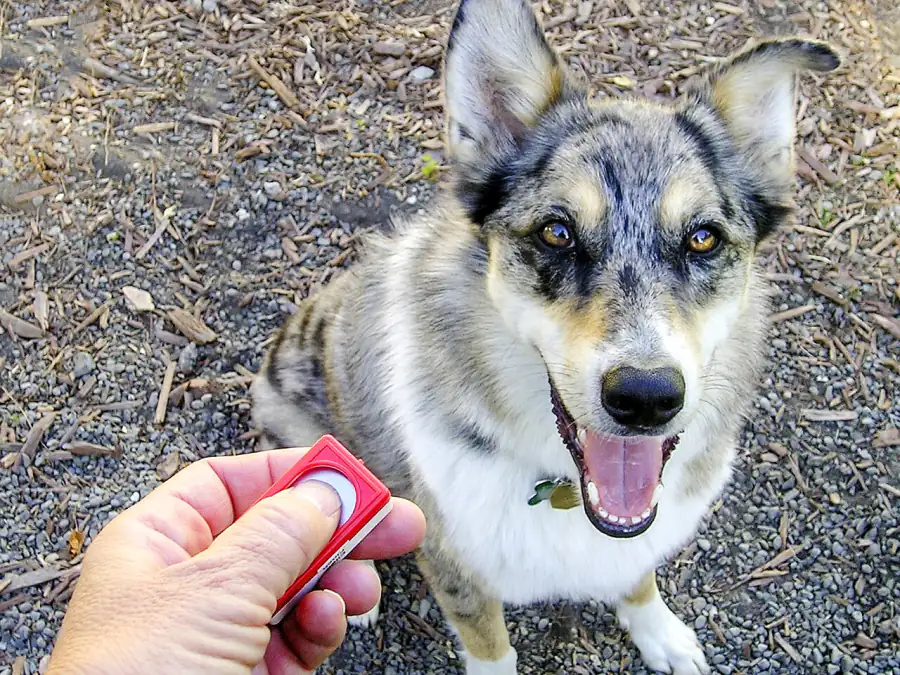 Happy blue merle dog sitting and looking up at an owner holding a red training clicker