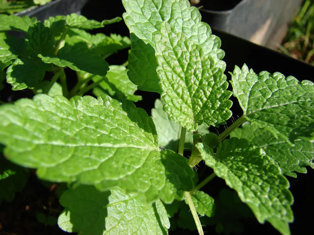 Fresh lemon balm (Melissa officinalis) leaves, one of the five Sleep Revive ingredients