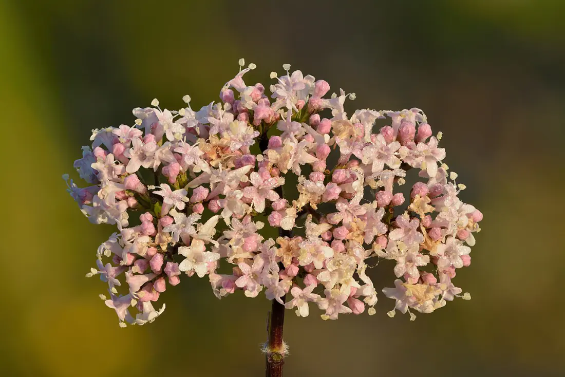 Valeriana officinalis in bloom, the plant whose root is used in Sleep Revive
