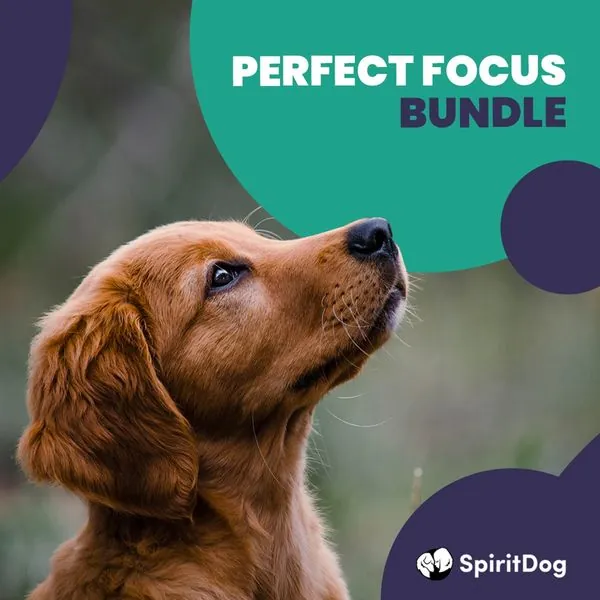 Official SpiritDog Training banner for the Perfect Focus Bundle with a golden puppy looking up