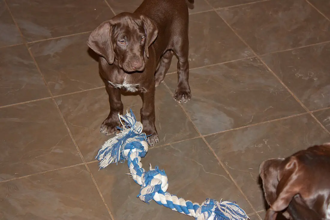 Chocolate puppy standing on a tiled kitchen floor next to a blue rope toy